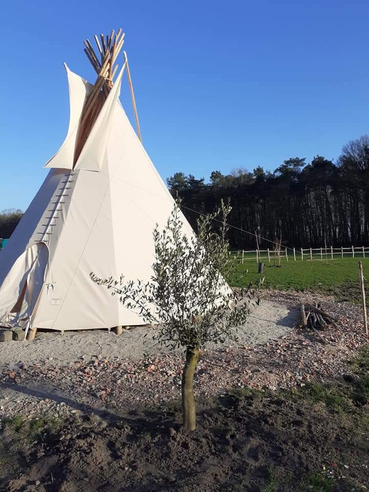 Opbouw van een tipi 6 meter in België aan de bosrand - Yurtkopen